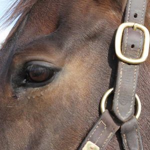 Meet your Posher, Tamson